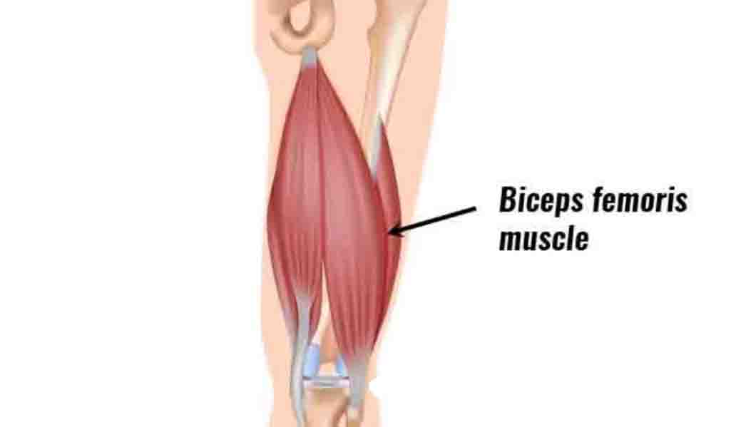 Biceps Femoris