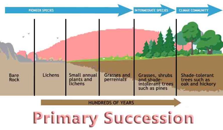 Primary Succession