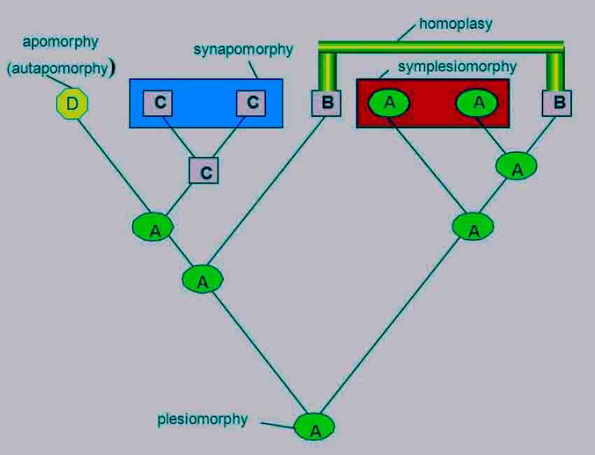Synapomorphy